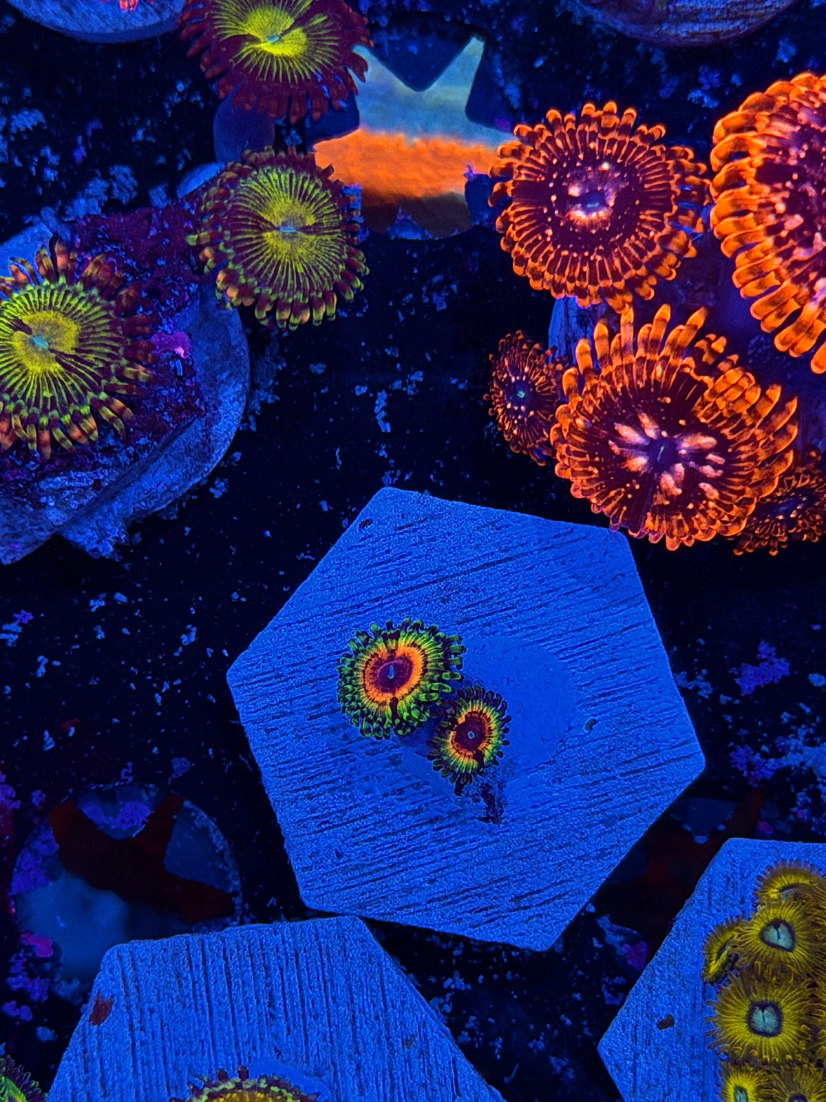 JEA Little Shops of Horrors Zoanthid Coral 2 Polyps 10/11
