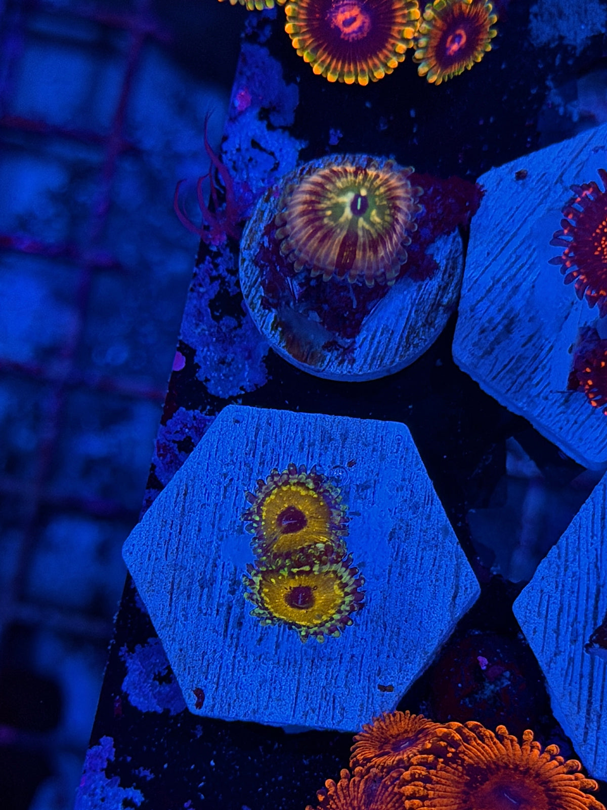 JEA Godbeast Zoanthid Coral 2 Polyps 10/11