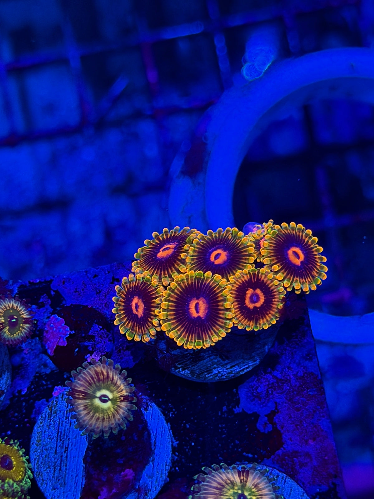JEA Jedi Mind Trick Zoanthid Coral Mini Colony 7 Polyps 10/10