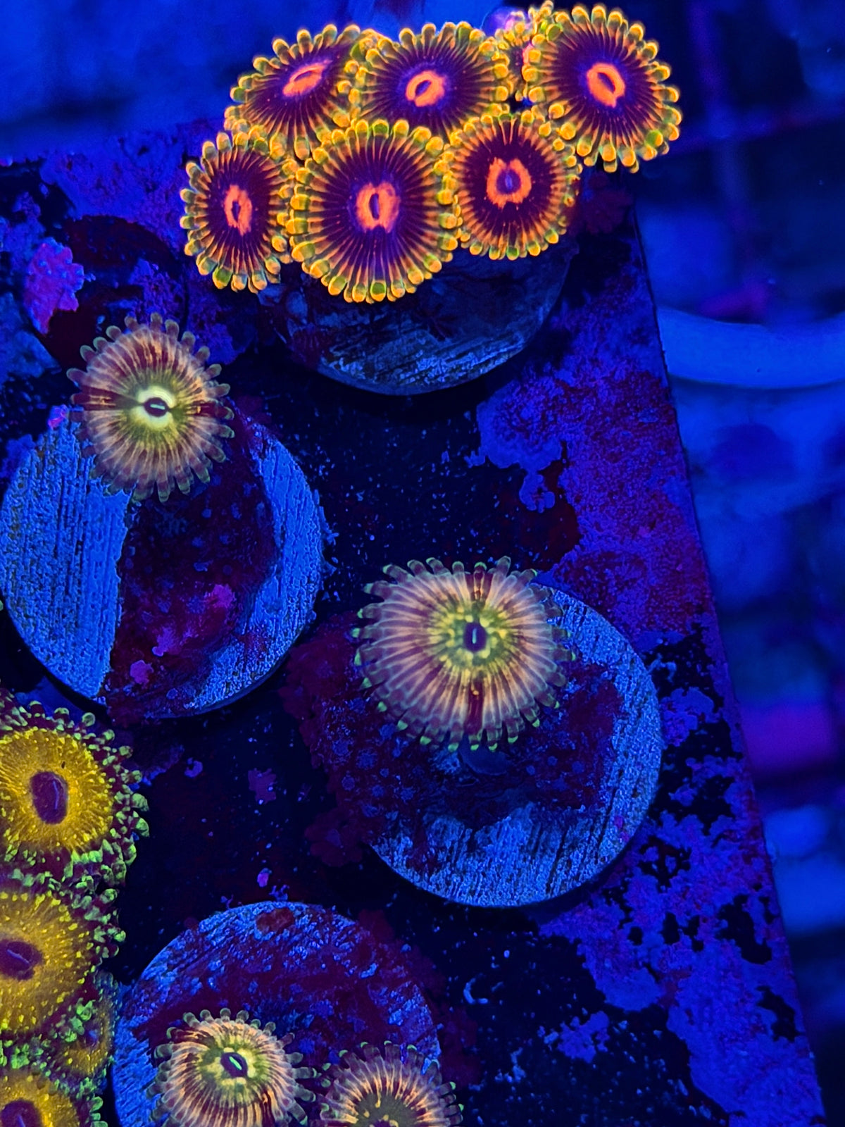 Cali Kid Monsters Inc Zoanthid Coral 1 Polyp *Collectors* 10/11