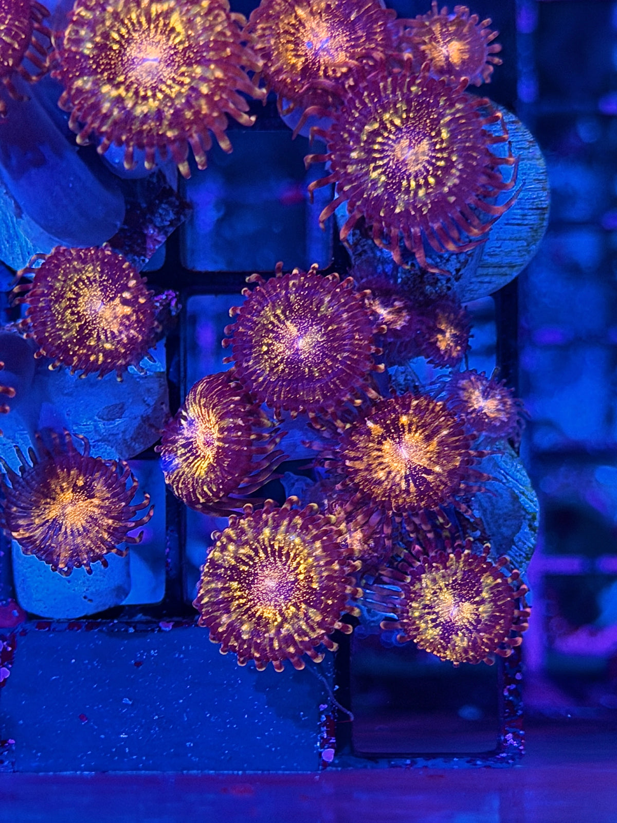 JEA Pandora Zoanthid Coral Mini Colony 9 Polyps XL 10/10