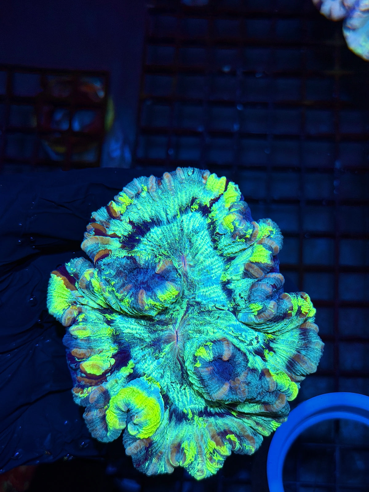 Rainbow Trachyphyllia Meat Coral XL 10/10