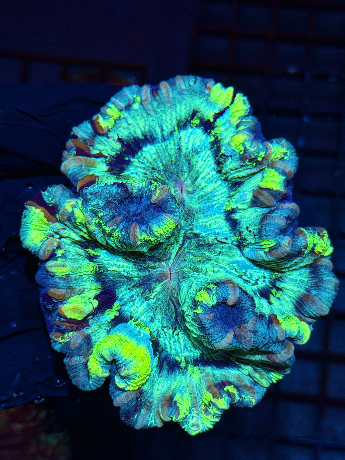 Rainbow Trachyphyllia Meat Coral XL 10/10