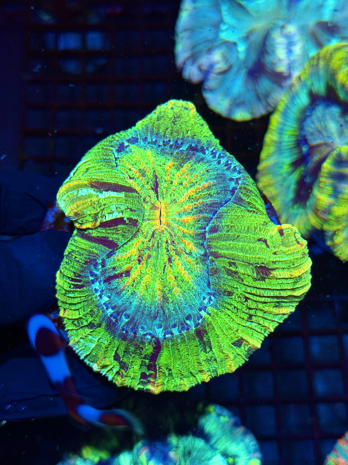 Toxic Rainbow Wellsophyllia Meat Coral Collectors Piece 10/11