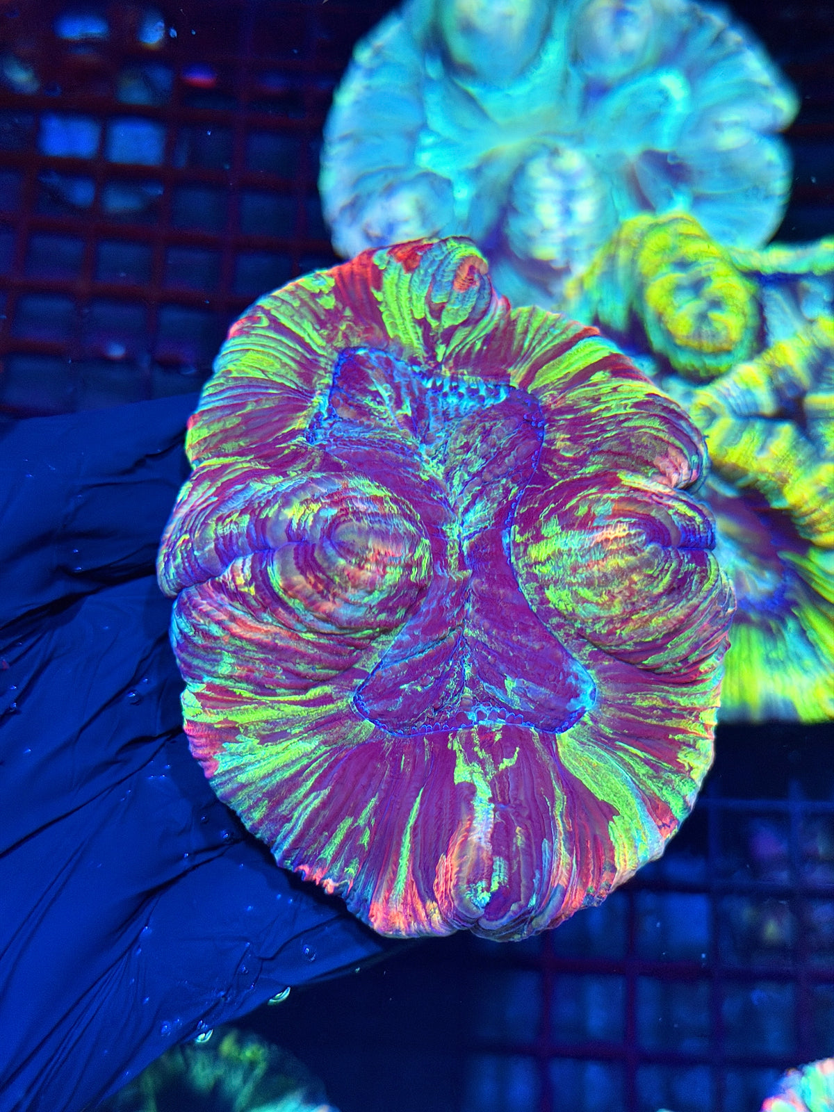Rainbow Wellsophyllia Meat Coral 10/11