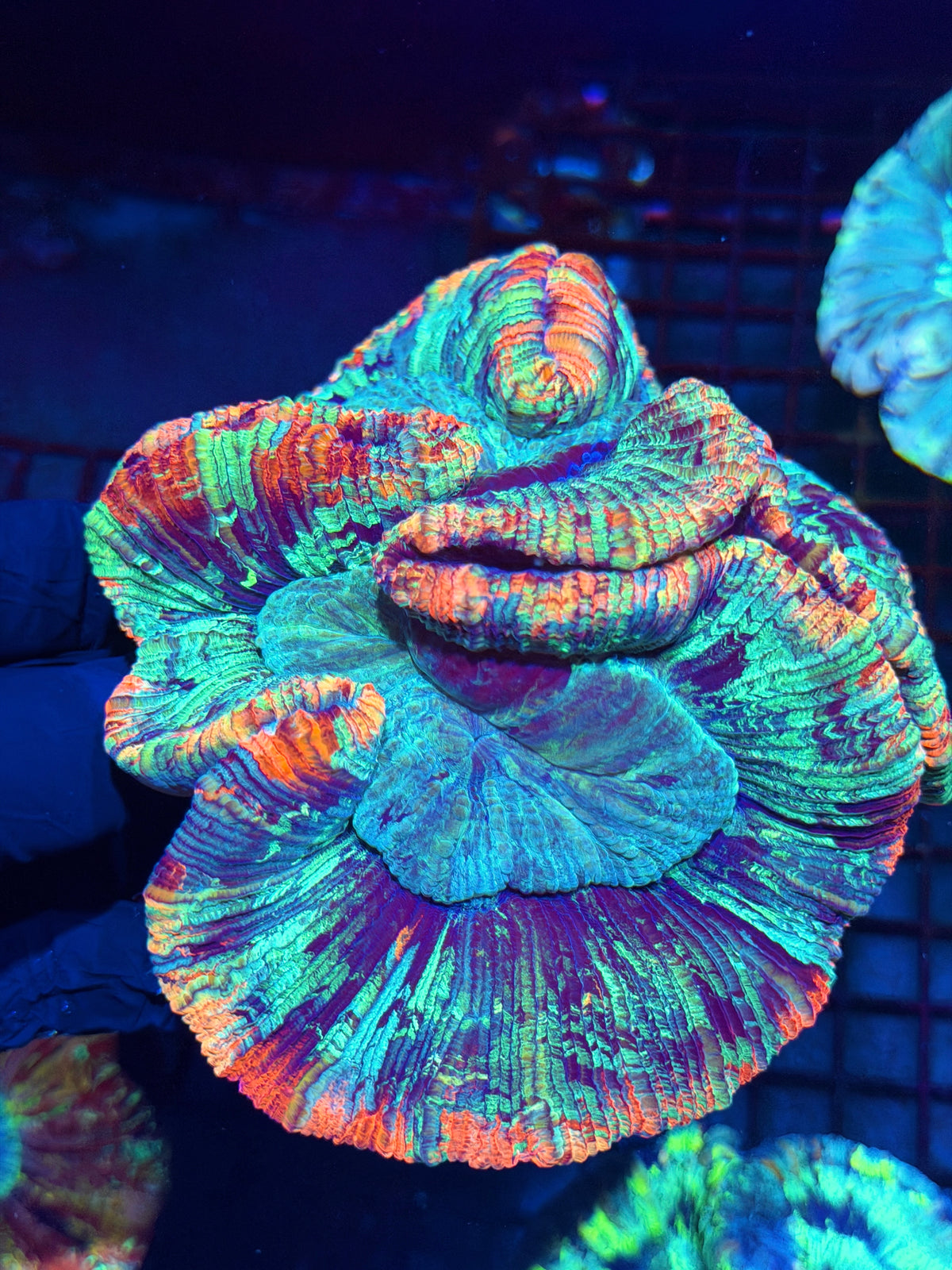 Rainbow Trachyphyllia Meat Coral XXL 10/10