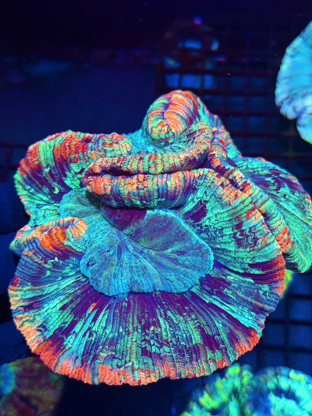 Rainbow Trachyphyllia Meat Coral XXL 10/10