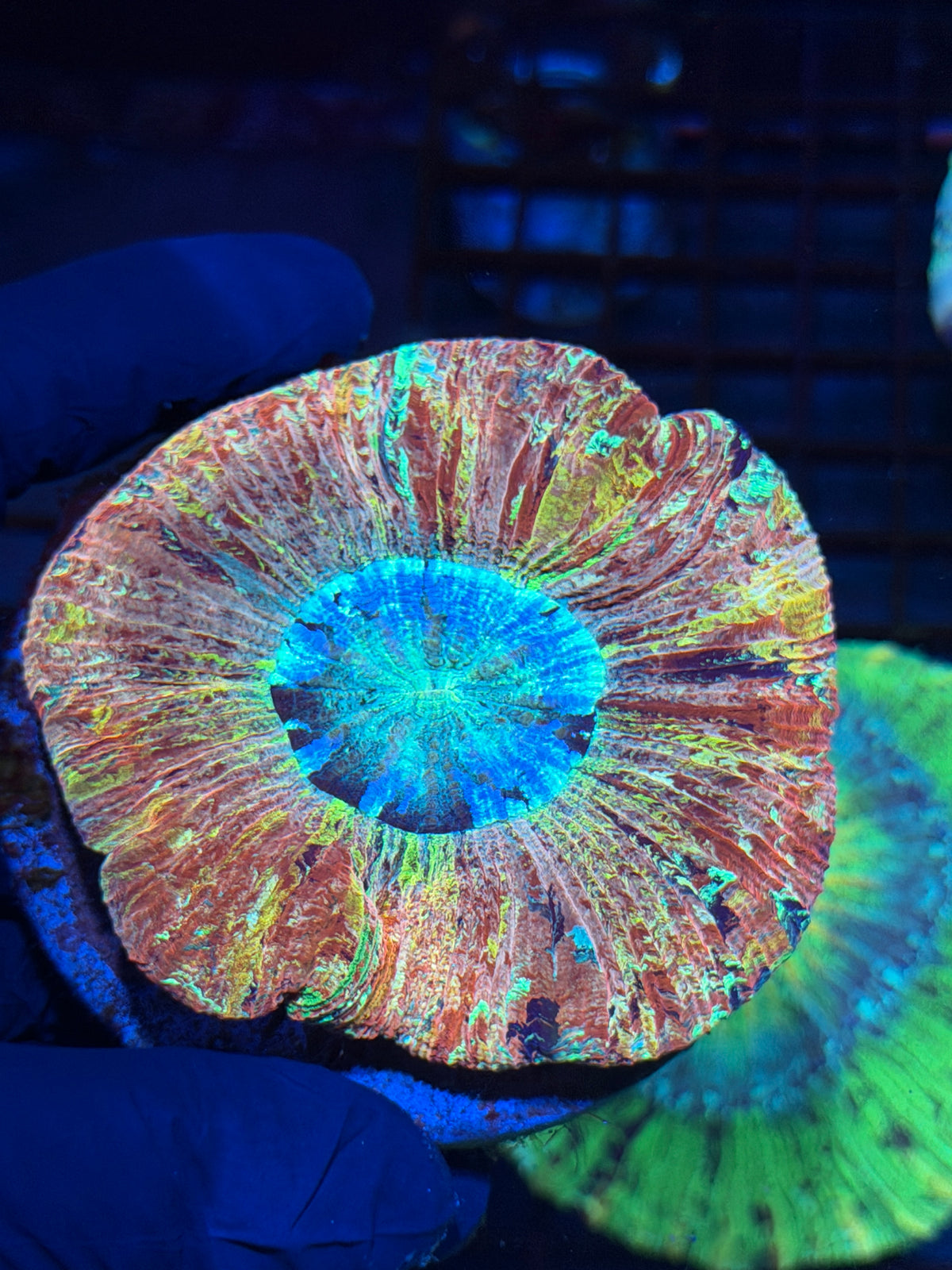 1/1 Rainbow Wellsophyllia Meat Coral Insane Show Piece 10/11