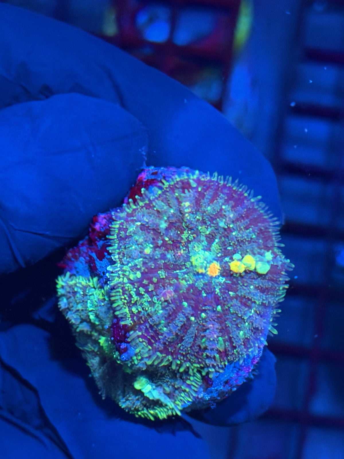 JEA Powerball Bounce Mushroom Coral Multi 10/11