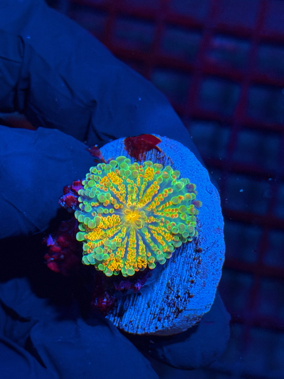JEA Solar Beam Yuma Mushroom Coral BRIGHT 10/11