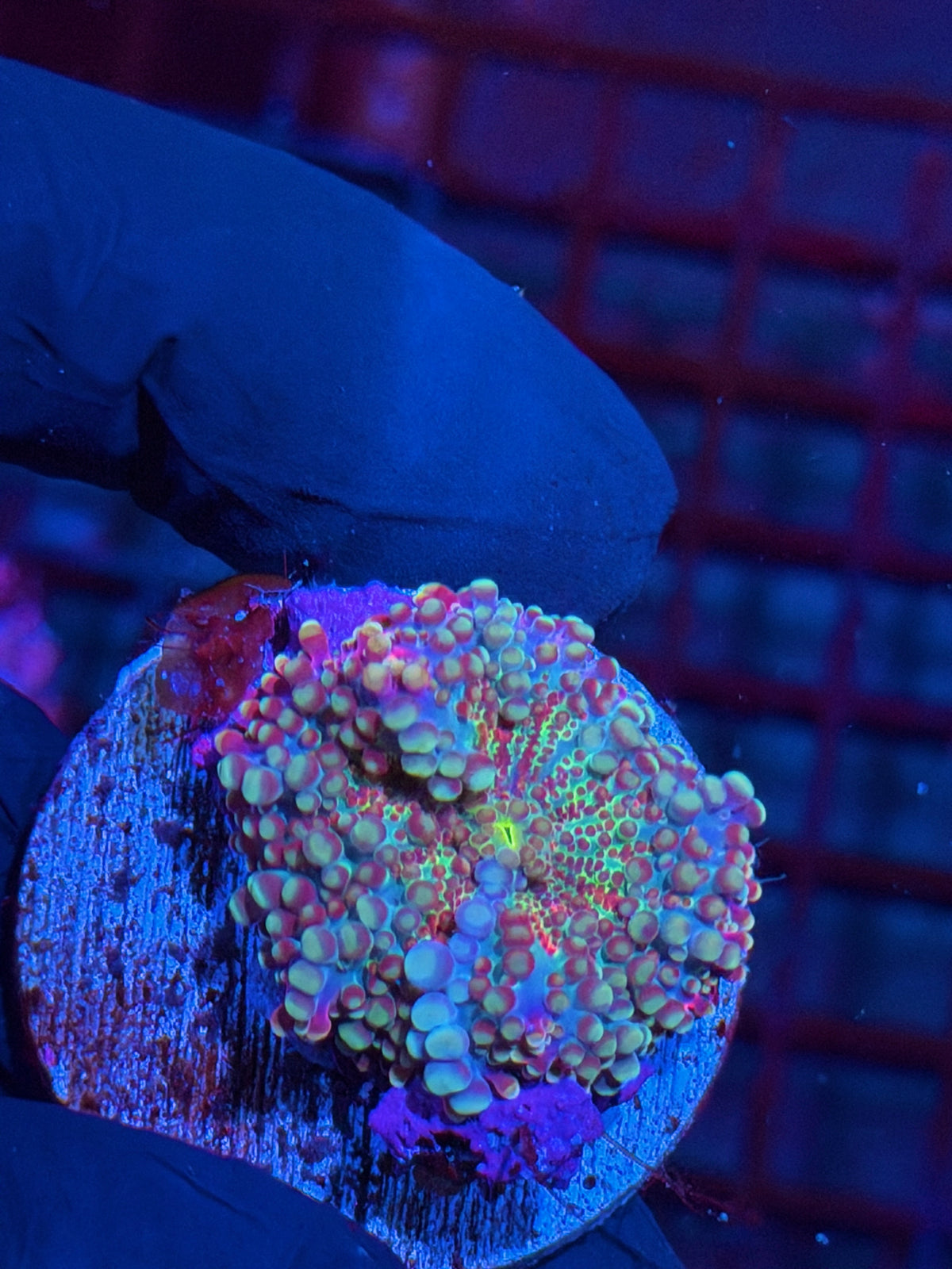JEA Rainbow Cosmos Yuma Mushroom Coral 10/11