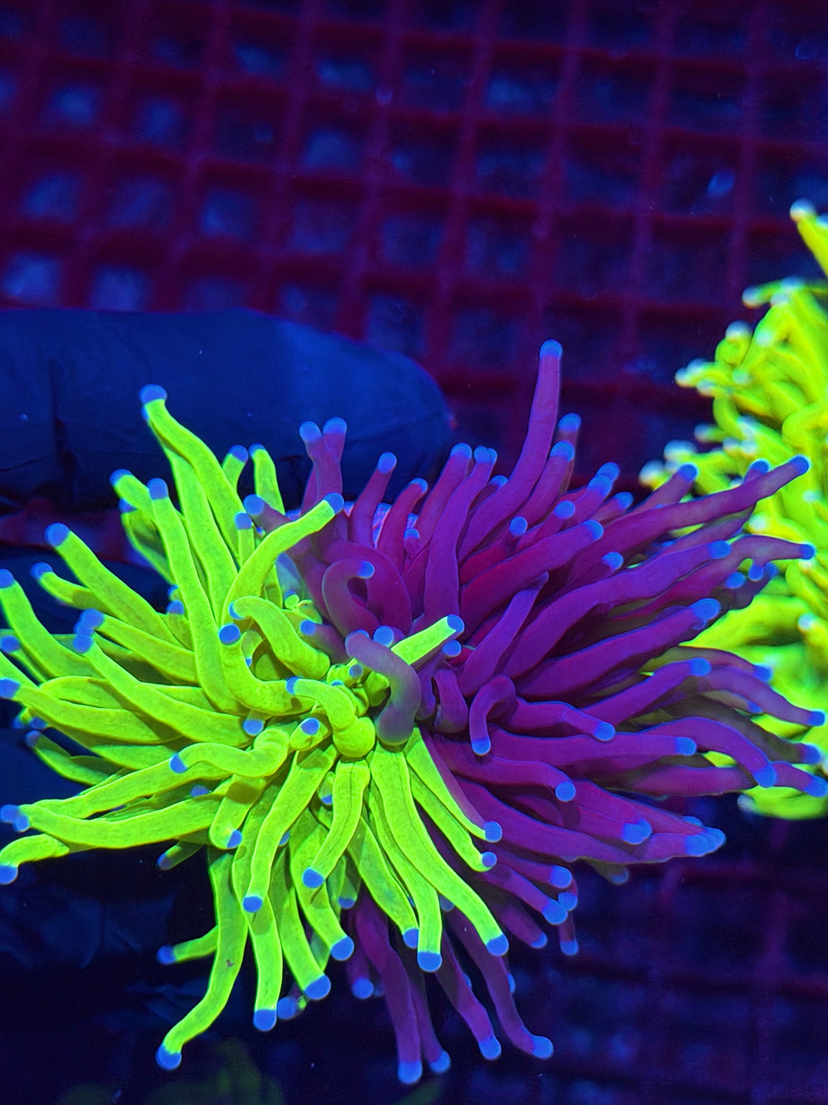 JEA Grafted Holy Grail Torch Coral 50/50 Split XXL Collectors Piece 10/11