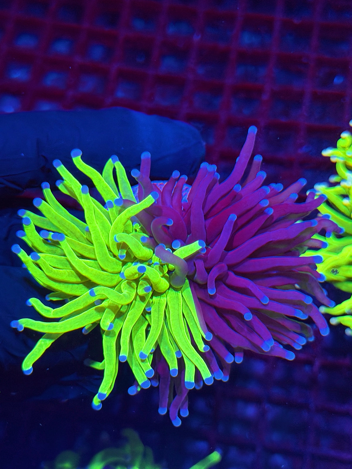 JEA Grafted Holy Grail Torch Coral 50/50 Split XXL Collectors Piece 10/11