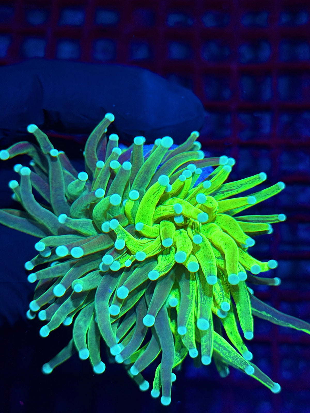 JEA Glitter Grafted Master Holy Grail Torch Coral Collectors Piece 1/1 10/11