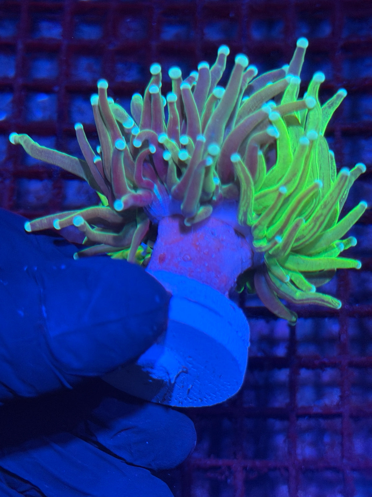 JEA Glitter Grafted Master Holy Grail Torch Coral Collectors Piece 1/1 10/11