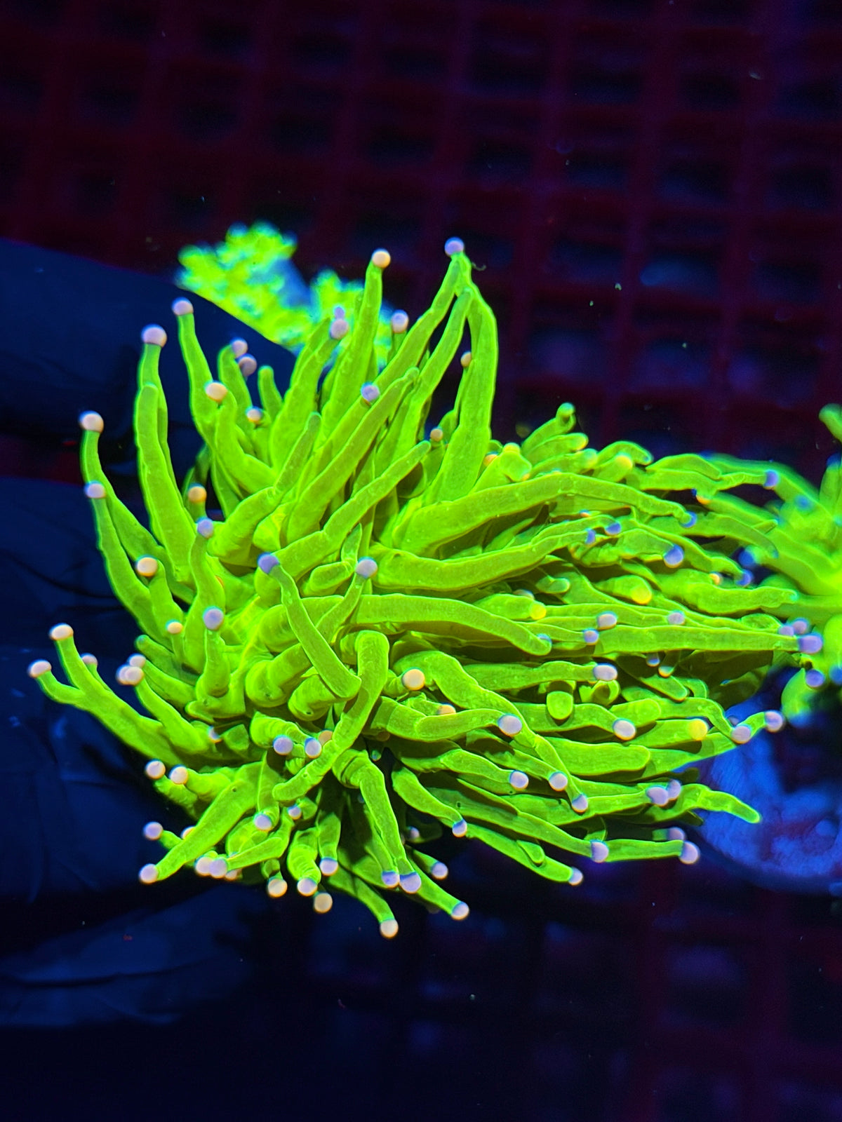 JEA Jelly Bean Holy Grail Torch Coral 2 Heads XXL Bright Show Piece 10/11