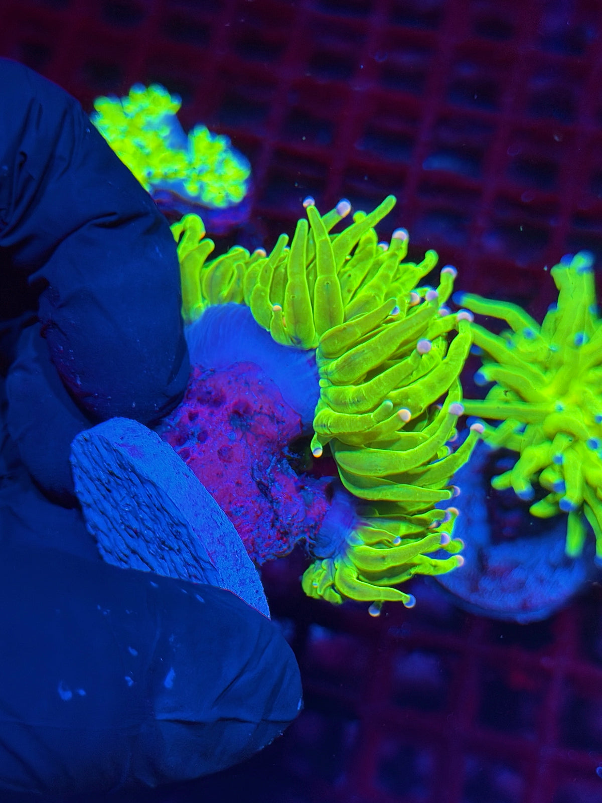 JEA Jelly Bean Holy Grail Torch Coral 2 Heads XXL Bright Show Piece 10/11