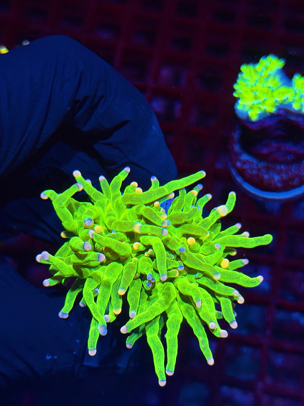 Jay's Exotic Corals