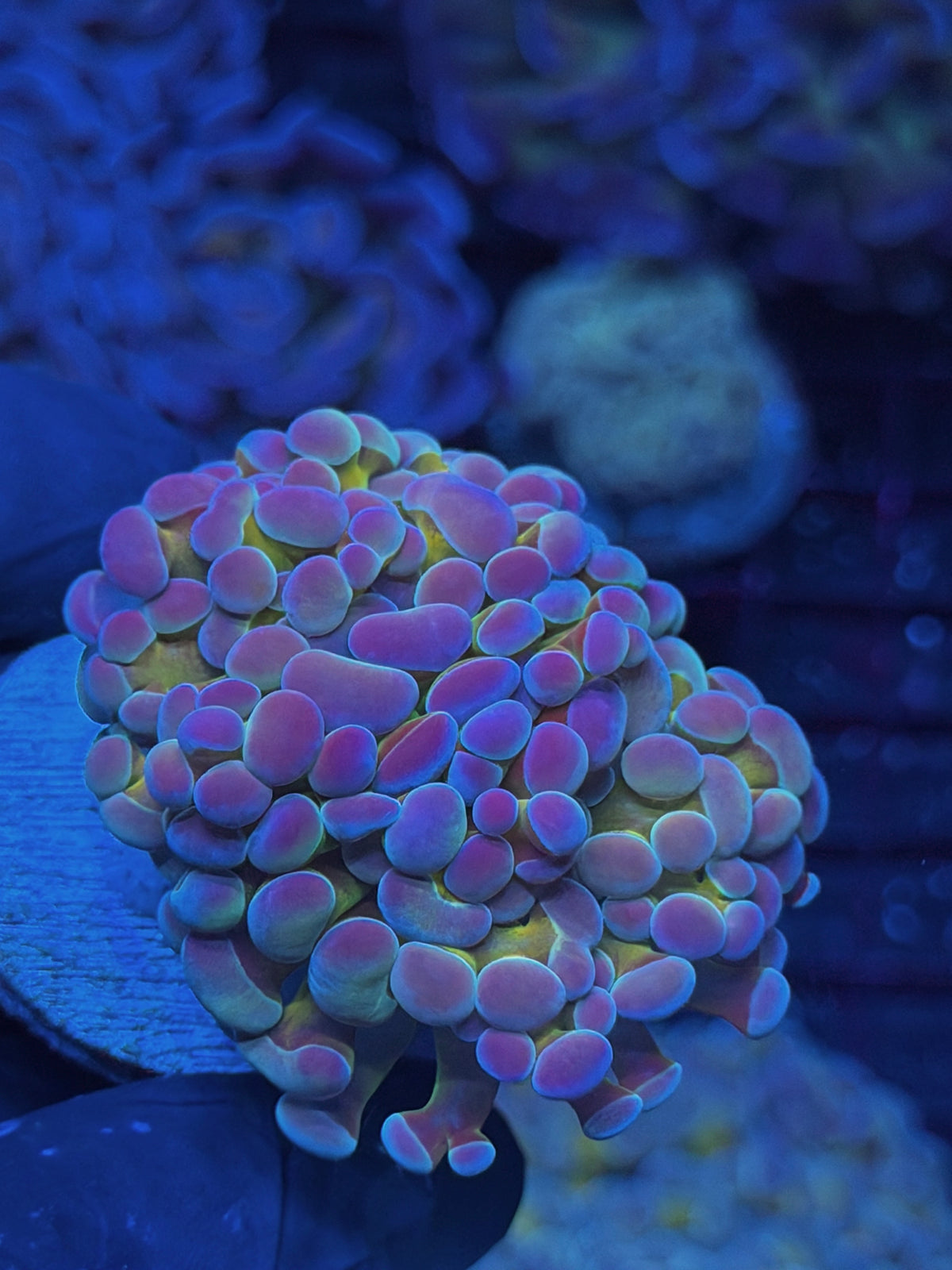 JEA Rainbow Blaster Hammer Coral 2 Heads Splitting XL 10/11