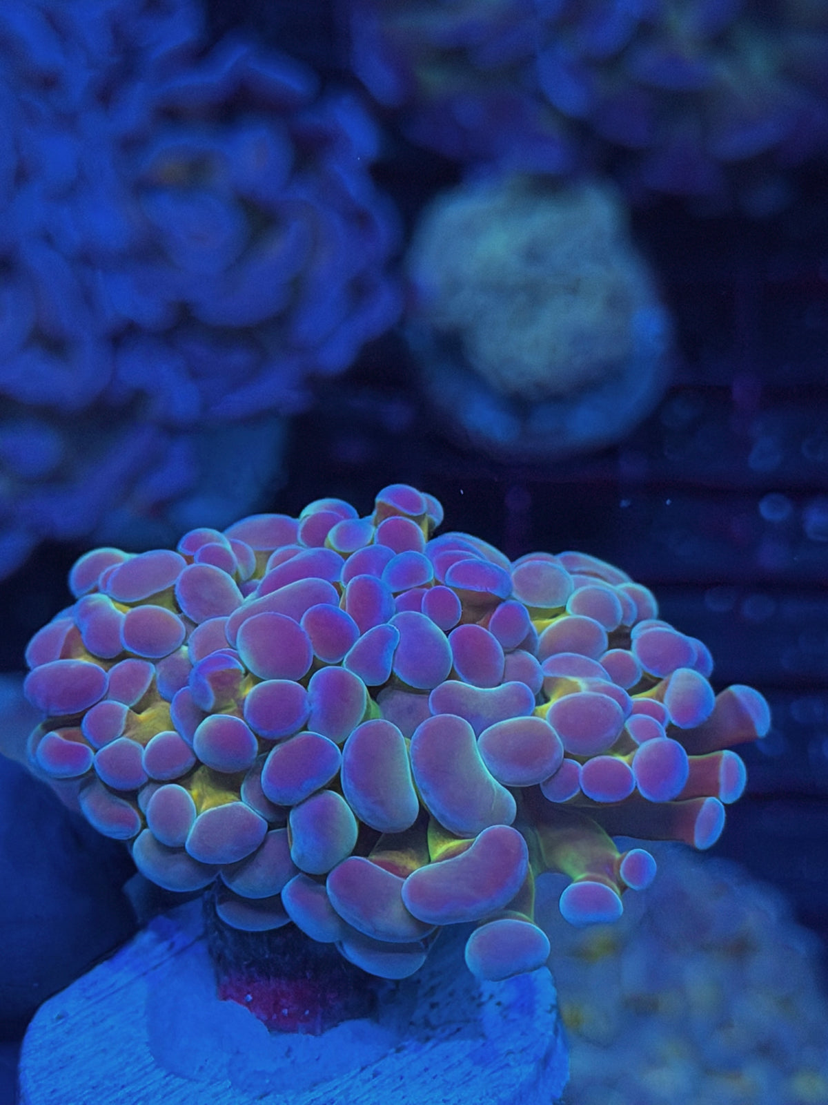 JEA Rainbow Blaster Hammer Coral 2 Heads Splitting XL 10/11