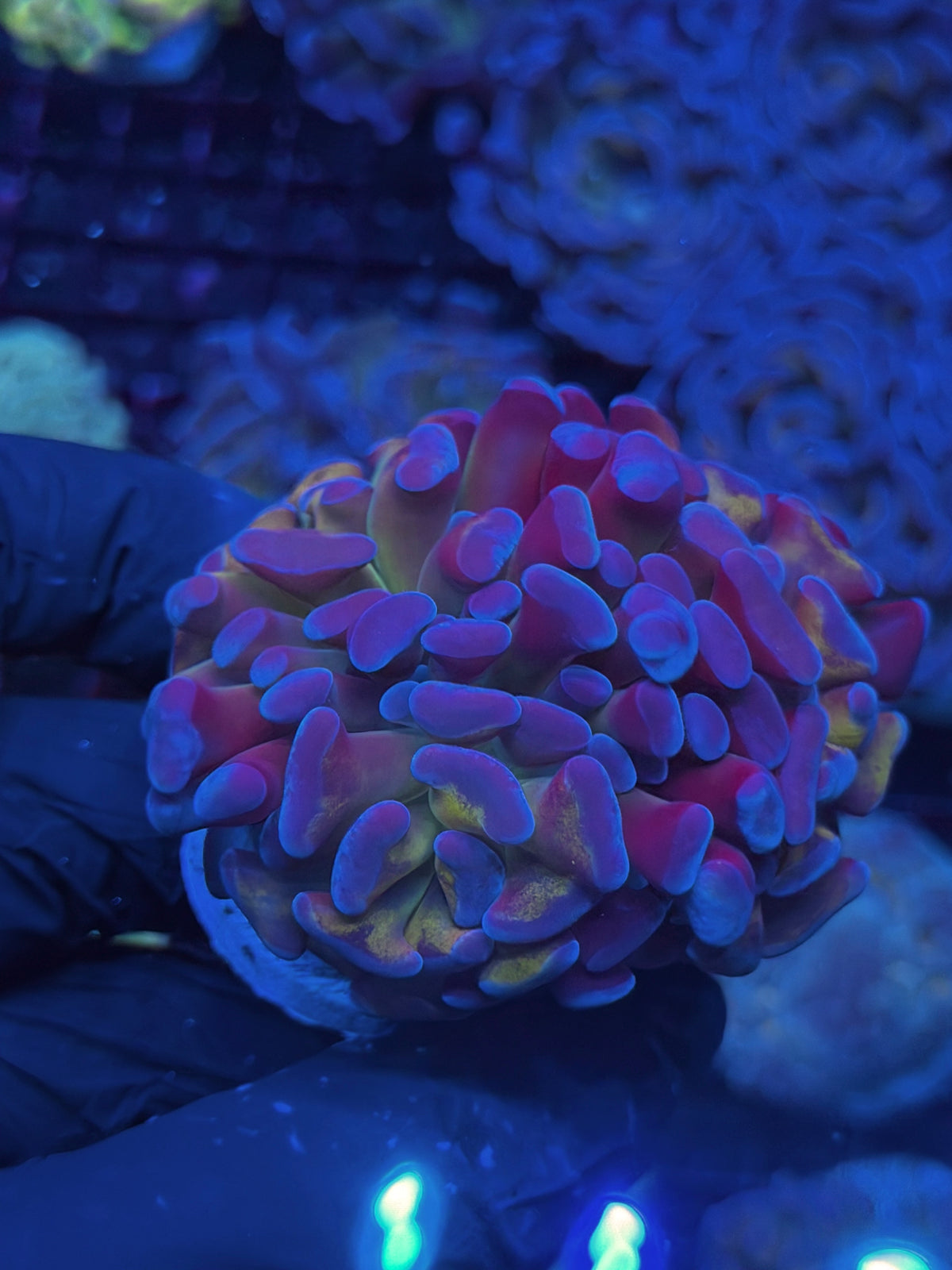 JEA Freakshow Hammer Coral 3 Heads Splitting XXL 10/11