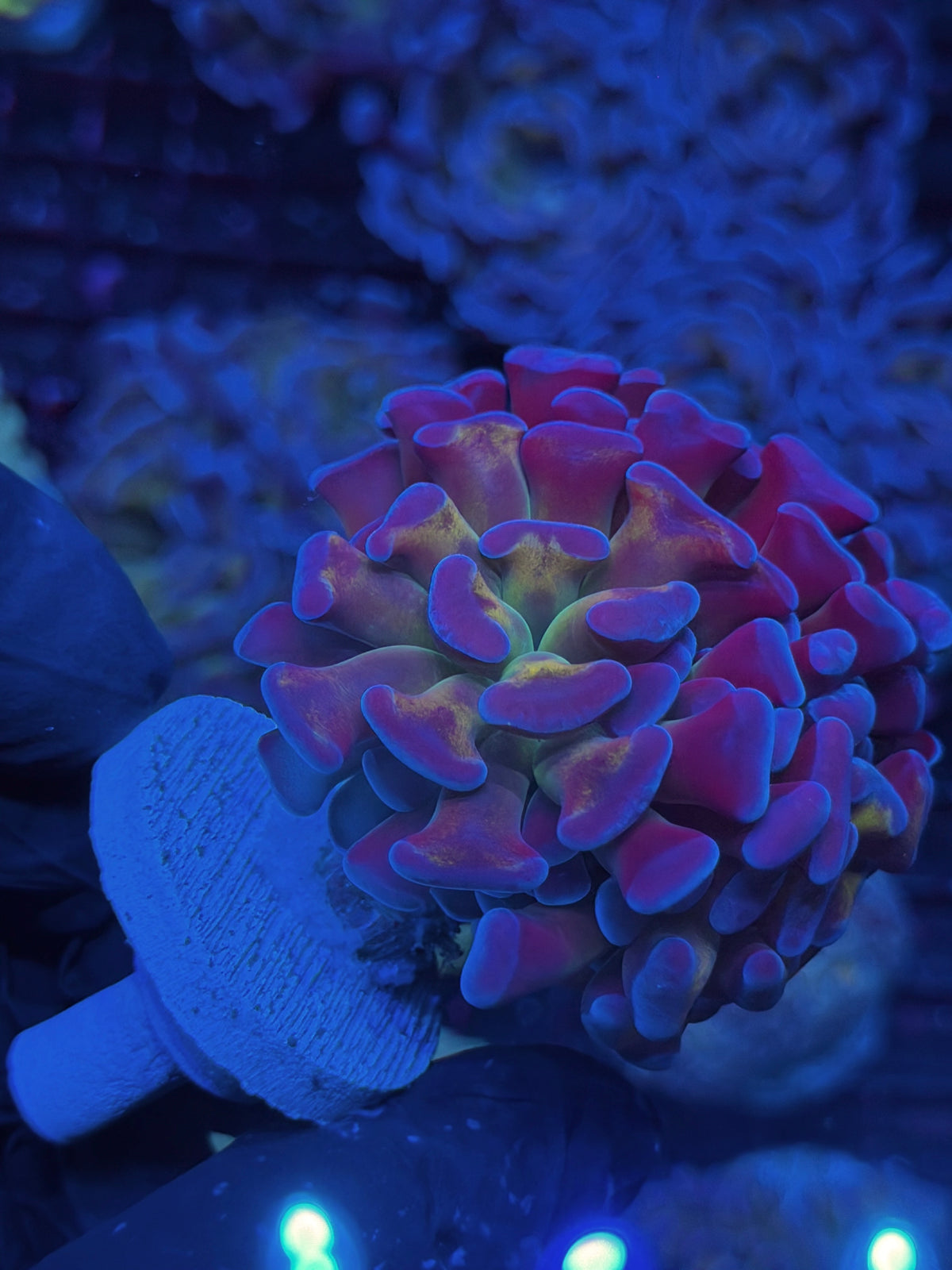 JEA Freakshow Hammer Coral 3 Heads Splitting XXL 10/11