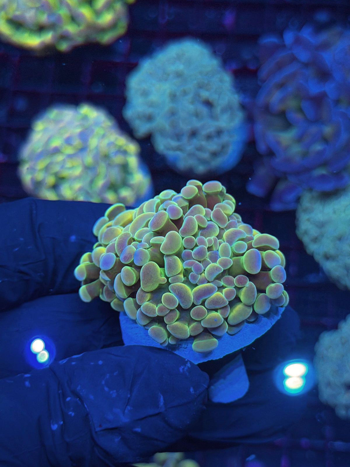 JEA Rainbow Fusion Hammer Coral 2 Heads XL 10/10
