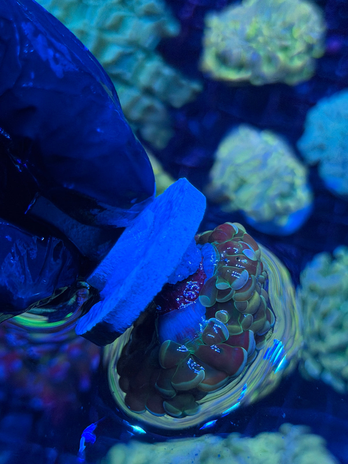 JEA Rainbow Fusion Hammer Coral 2 Heads XL 10/10