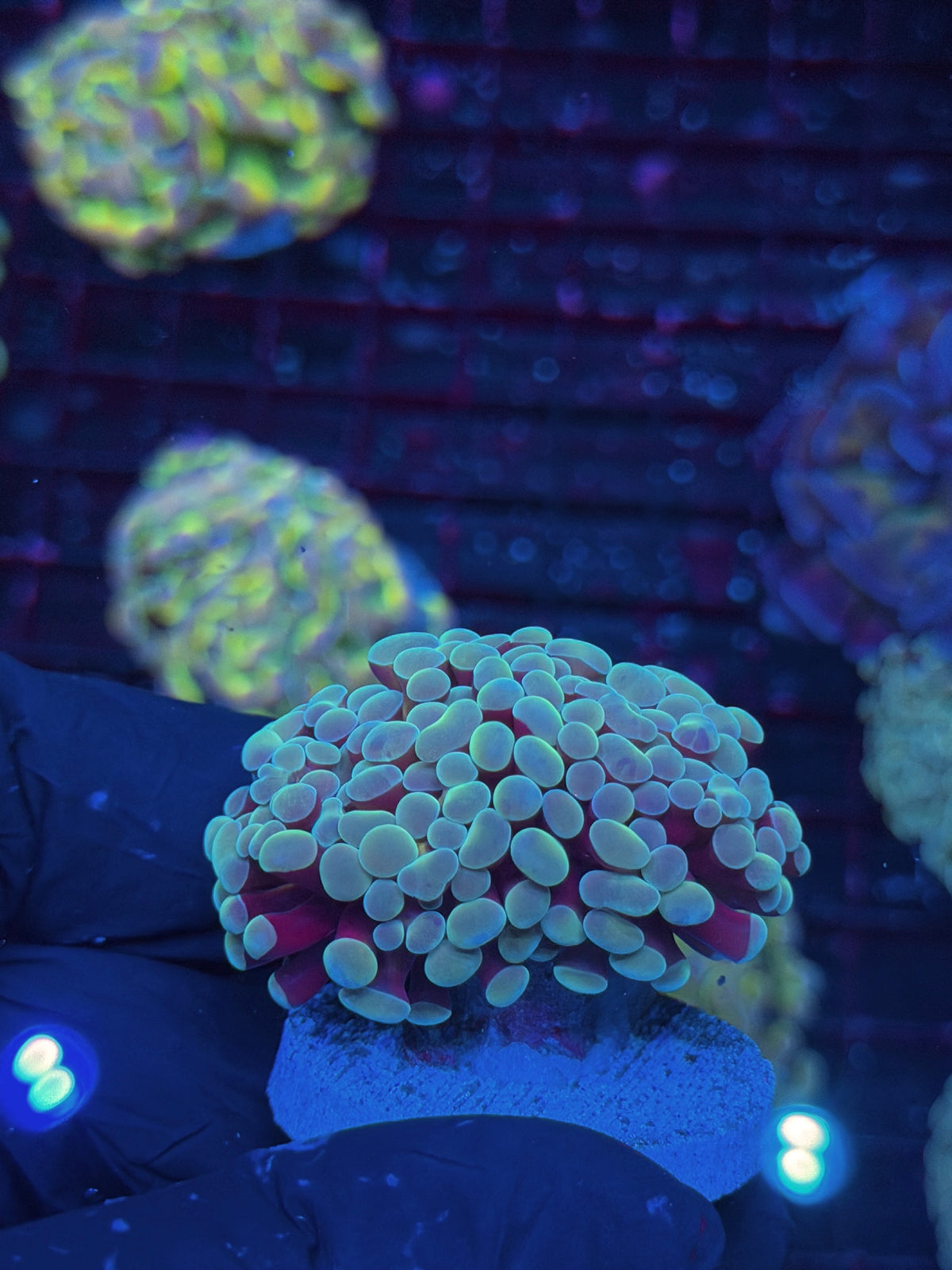 JEA Thors Hammer Coral 2 Heads Splitting XL 10/11