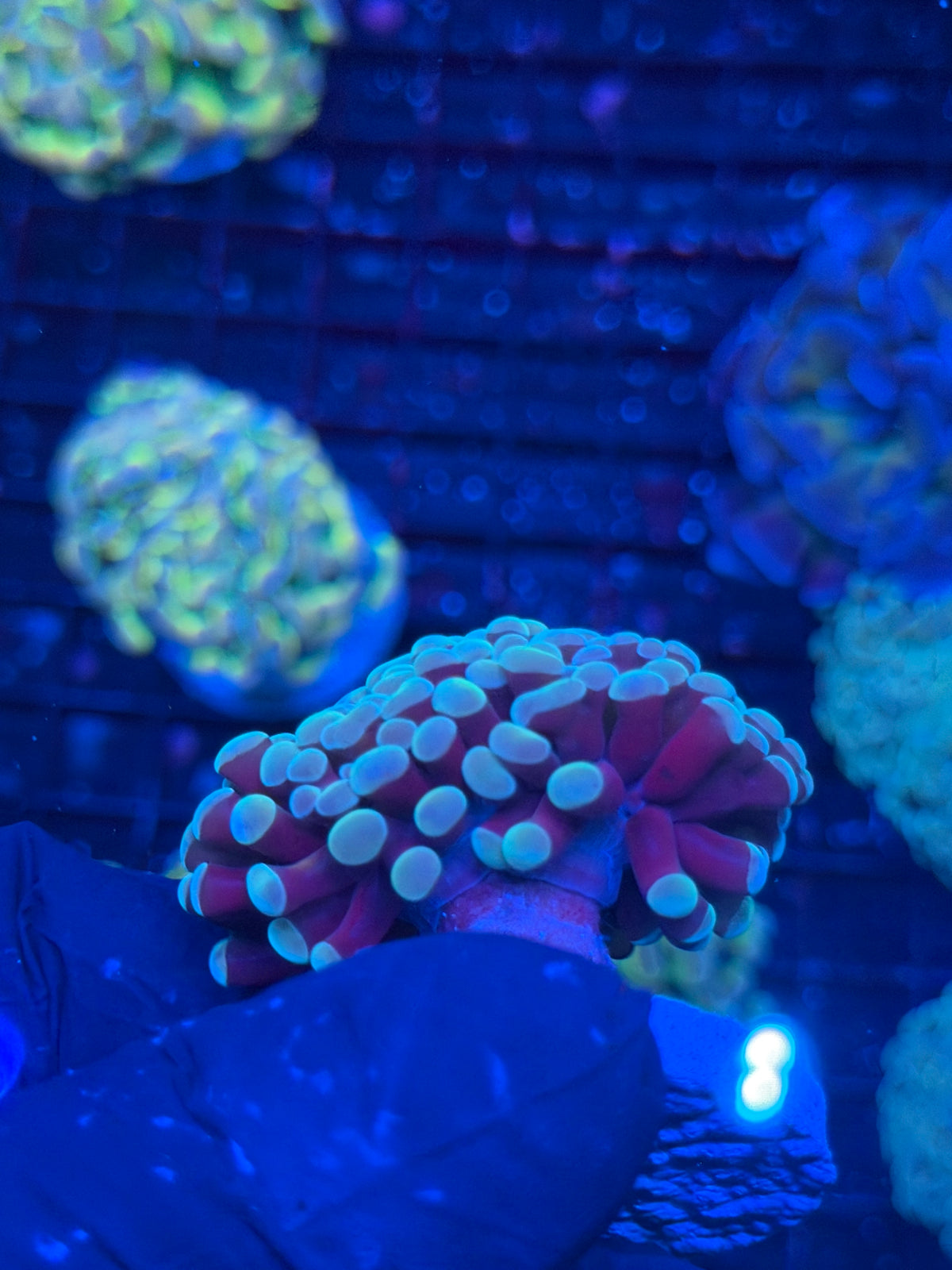 JEA Thors Hammer Coral 2 Heads Splitting XL 10/11