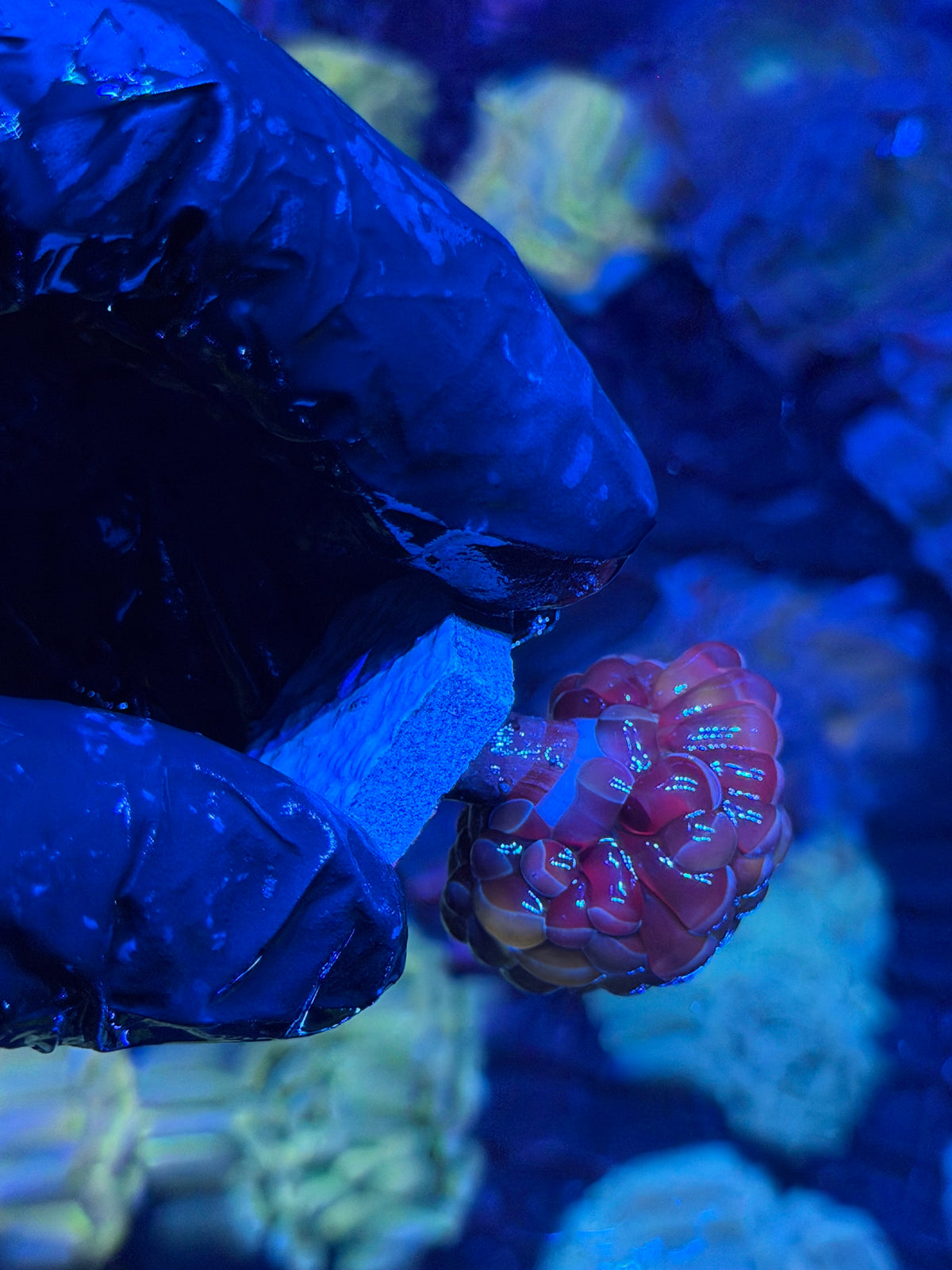 JEA Orange Holo Hammer Coral 1 Head Xl 10/10