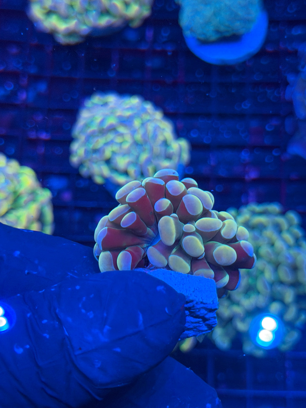 JEA Yellow Holo Hammer Coral 1 Head Splitting XL 10/10