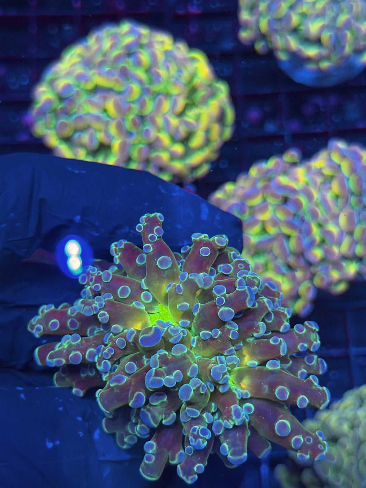 JEA Blue Magic Frogspawn Coral 1 Head XL 10/11