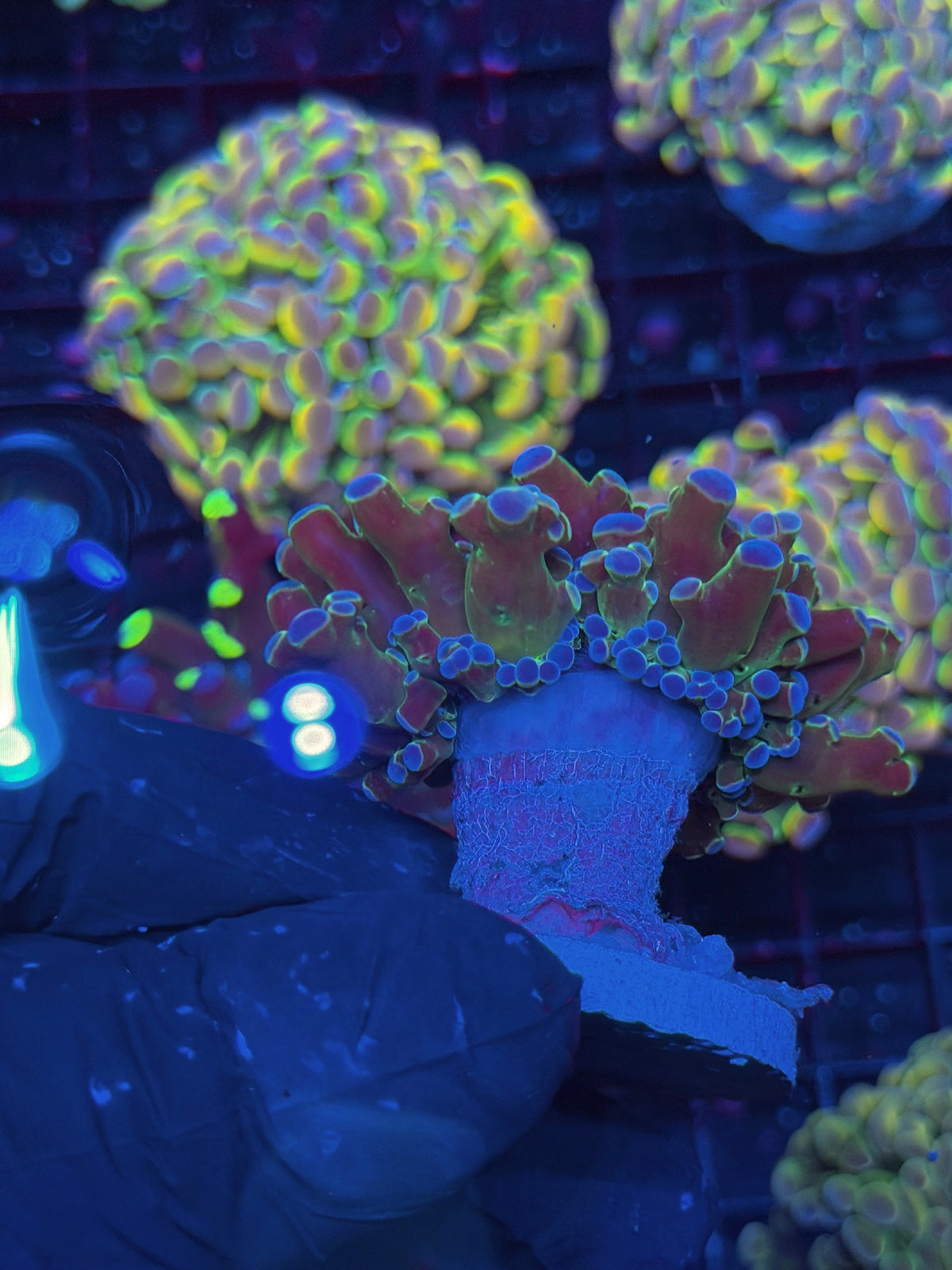 JEA Blue Magic Frogspawn Coral 1 Head XL 10/11