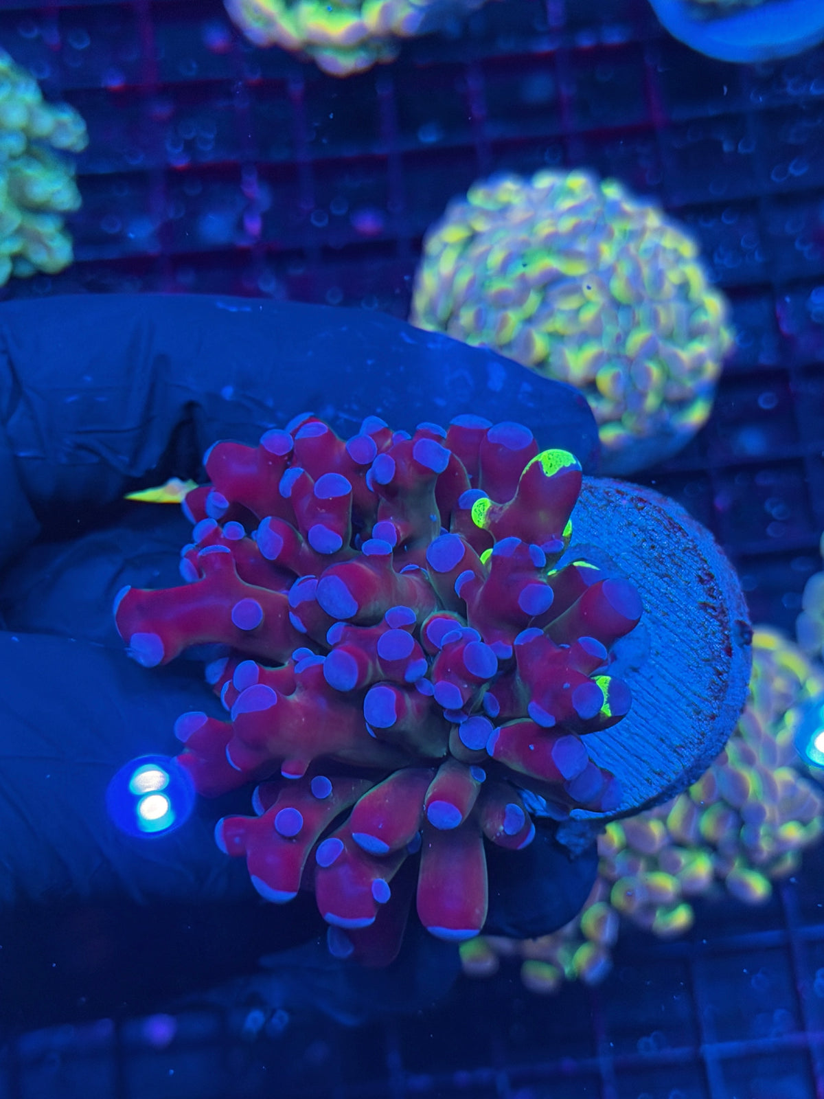 JEA Grafted Mardi Gras Frogspawn Coral 1 XL Head 10/11