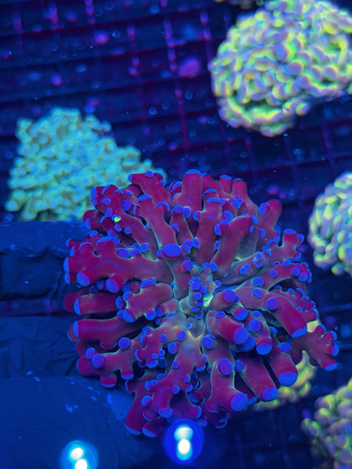 JEA Grafted Mardi Gras Frogspawn Coral 1 XL Head 10/10