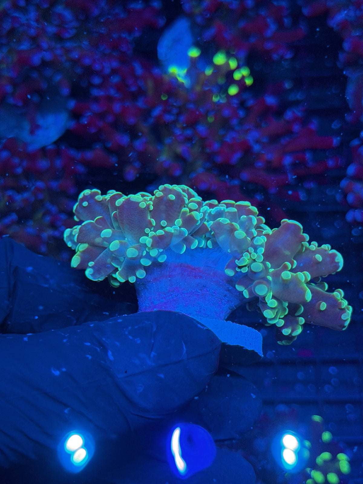 JEA Whitewalker Frogspawn Coral 2XL Head Splitting 10/10