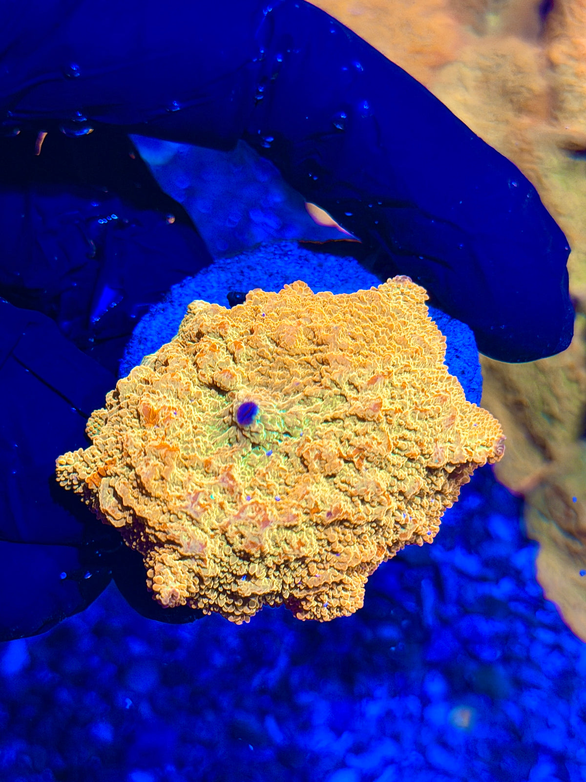 JEA Bouncing Jawbreaker Mushroom Coral XXL Red & Green (Mama in pictures) 10/11
