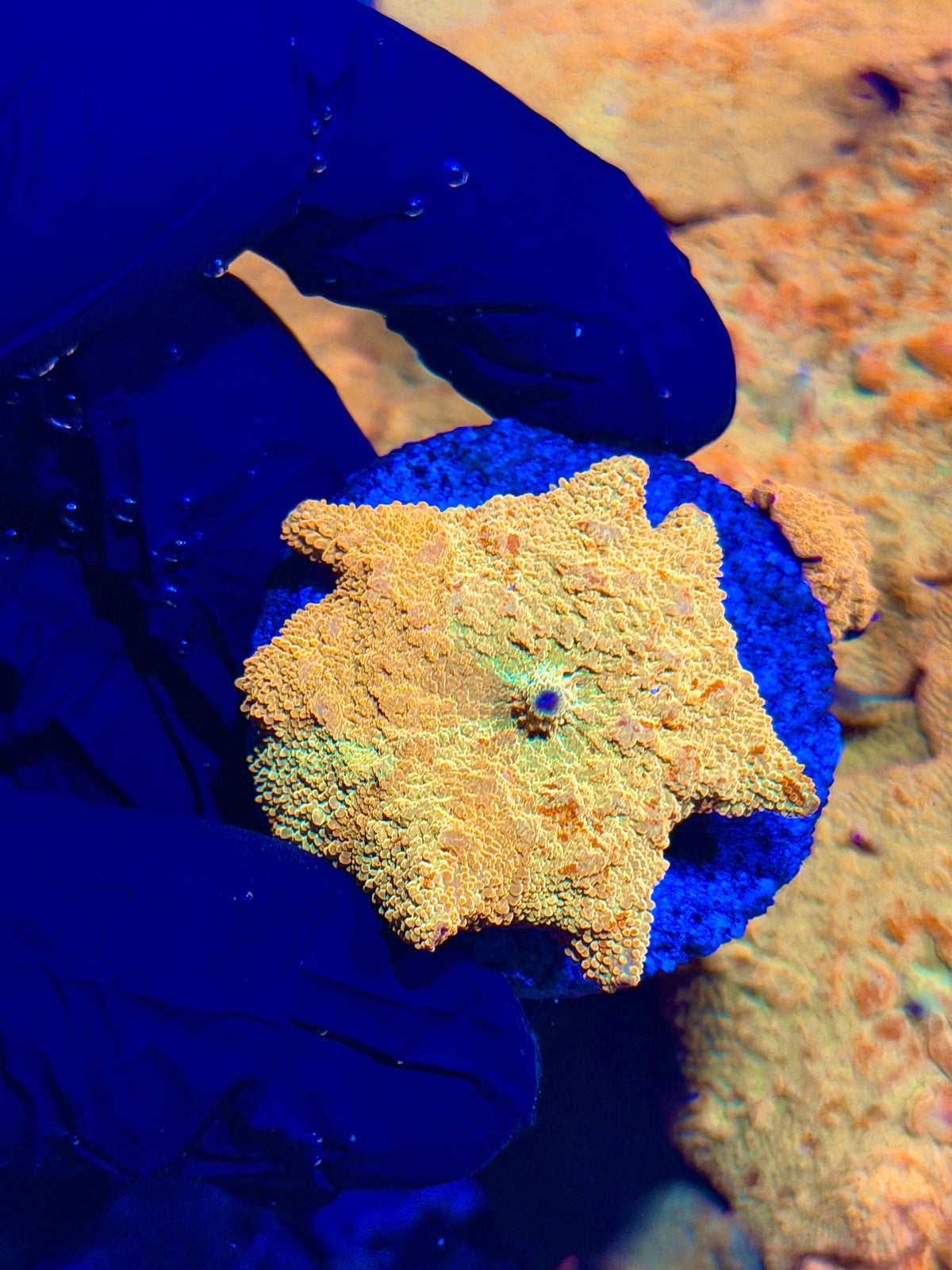 JEA Bouncing Jawbreaker Mushroom Coral Red/Yellow/Gold/Green (Mama in Pics) 10/11