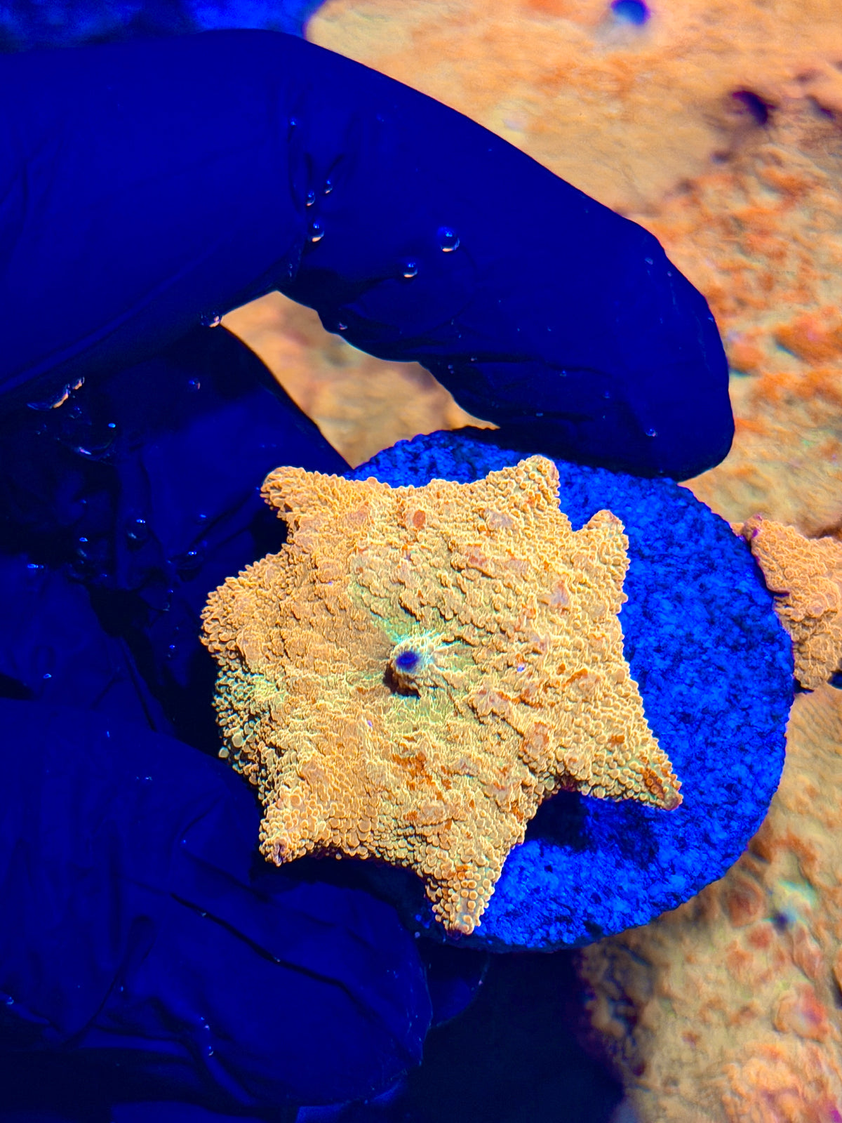 JEA Bouncing Jawbreaker Mushroom Coral Red/Yellow/Gold/Green (Mama in Pics) 10/11