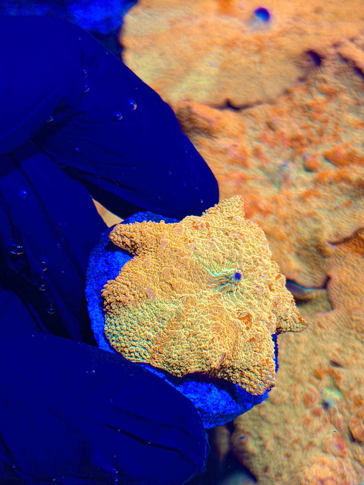 JEA Bouncing Jawbreaker Mushroom Coral Red/Yellow/Gold/Green (Mama in Pics) 10/11
