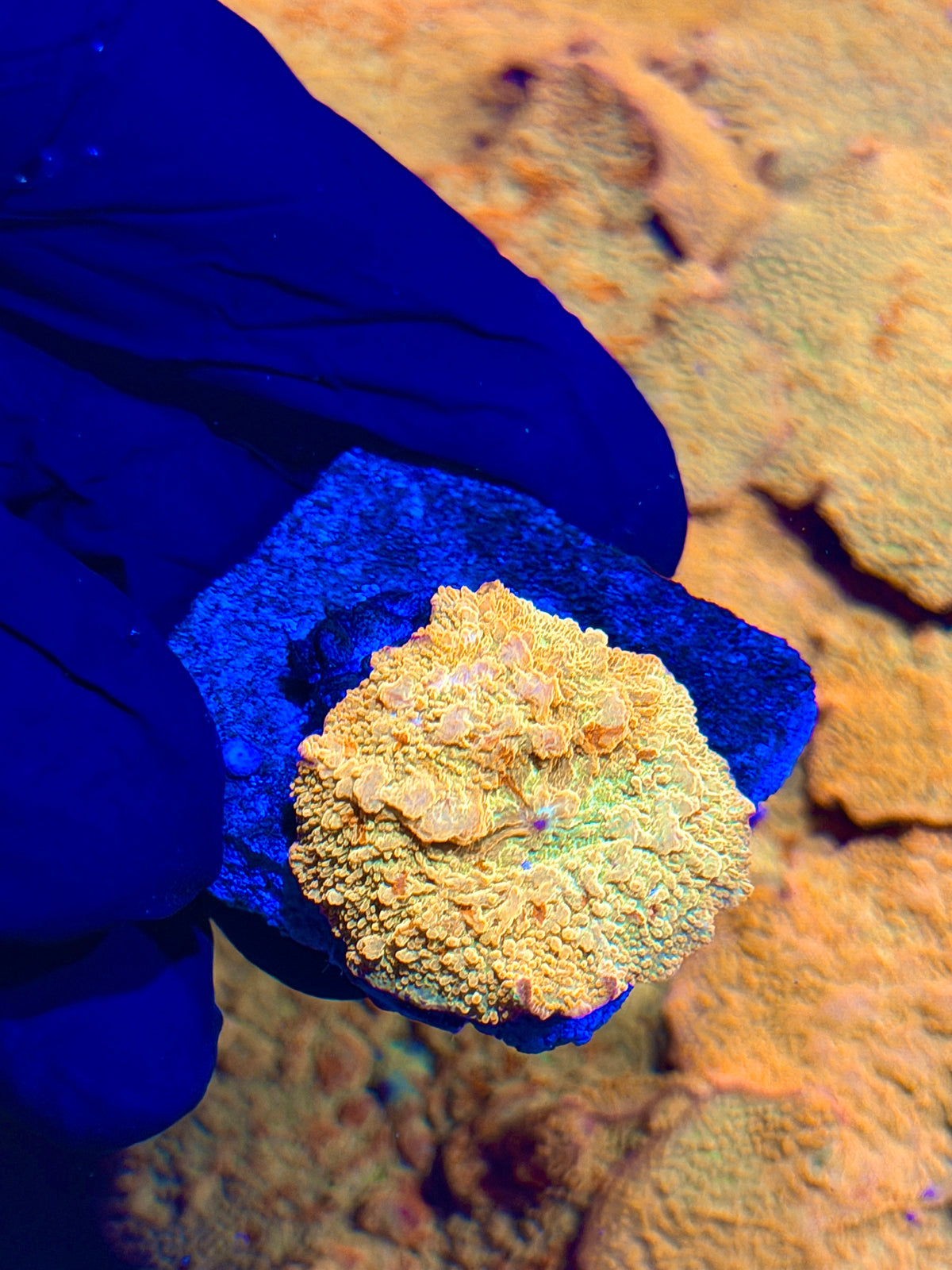JEA Bouncing Jawbreaker Mushroom Coral Red/Green (Mama in pics) 10/10