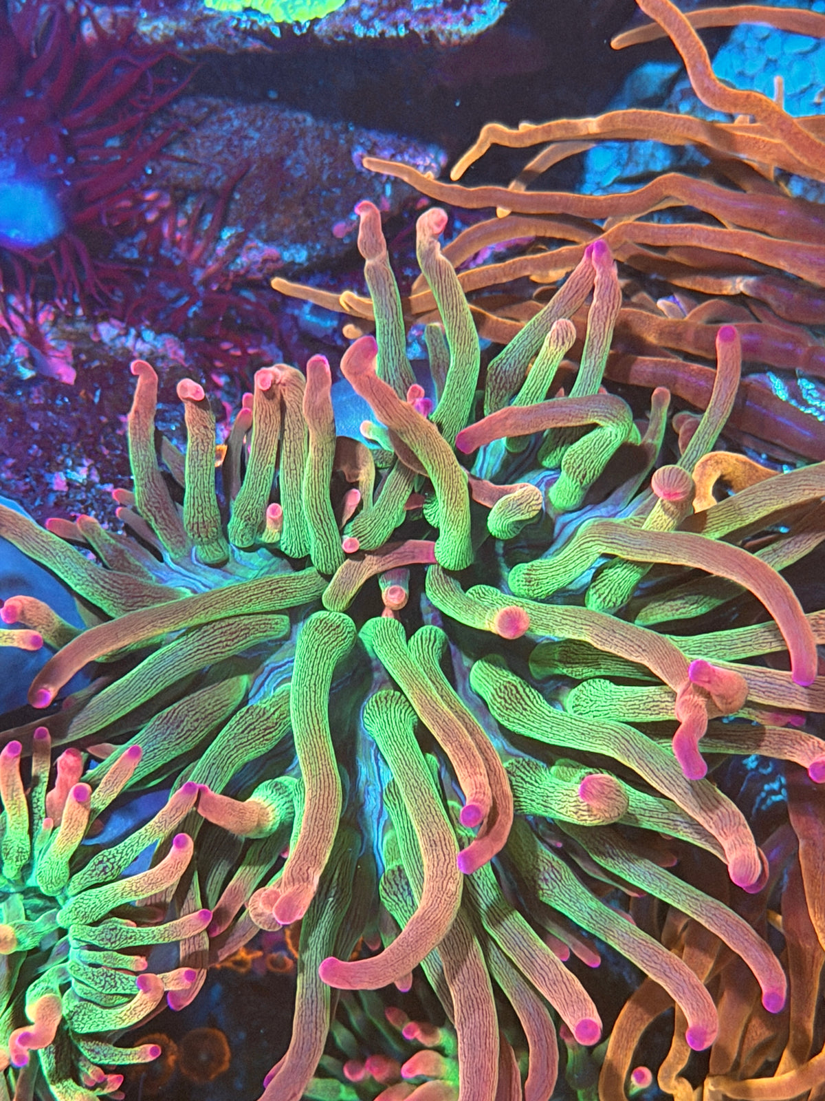 JEA Voodoo Anemone 10/11