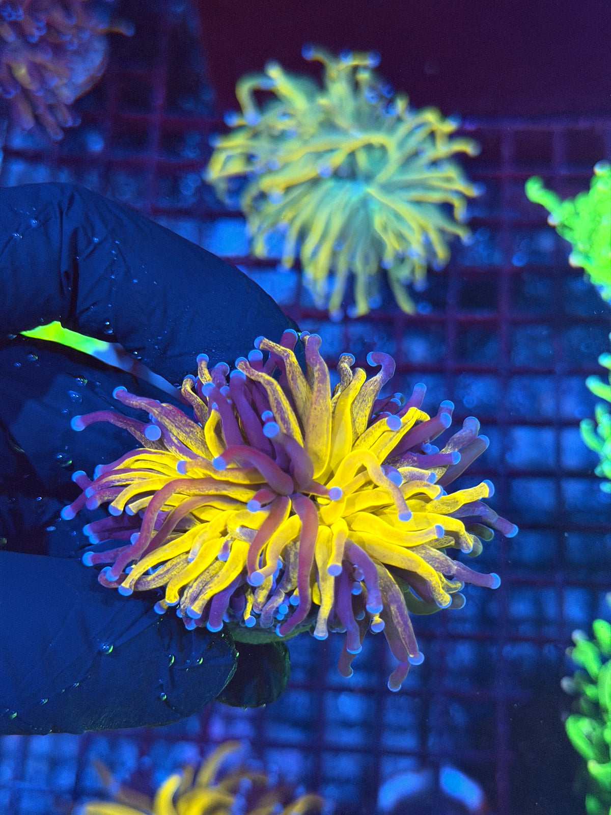 JEA Grafted Orange Tiger Torch Coral 1 XL Head Splitting 10/11
