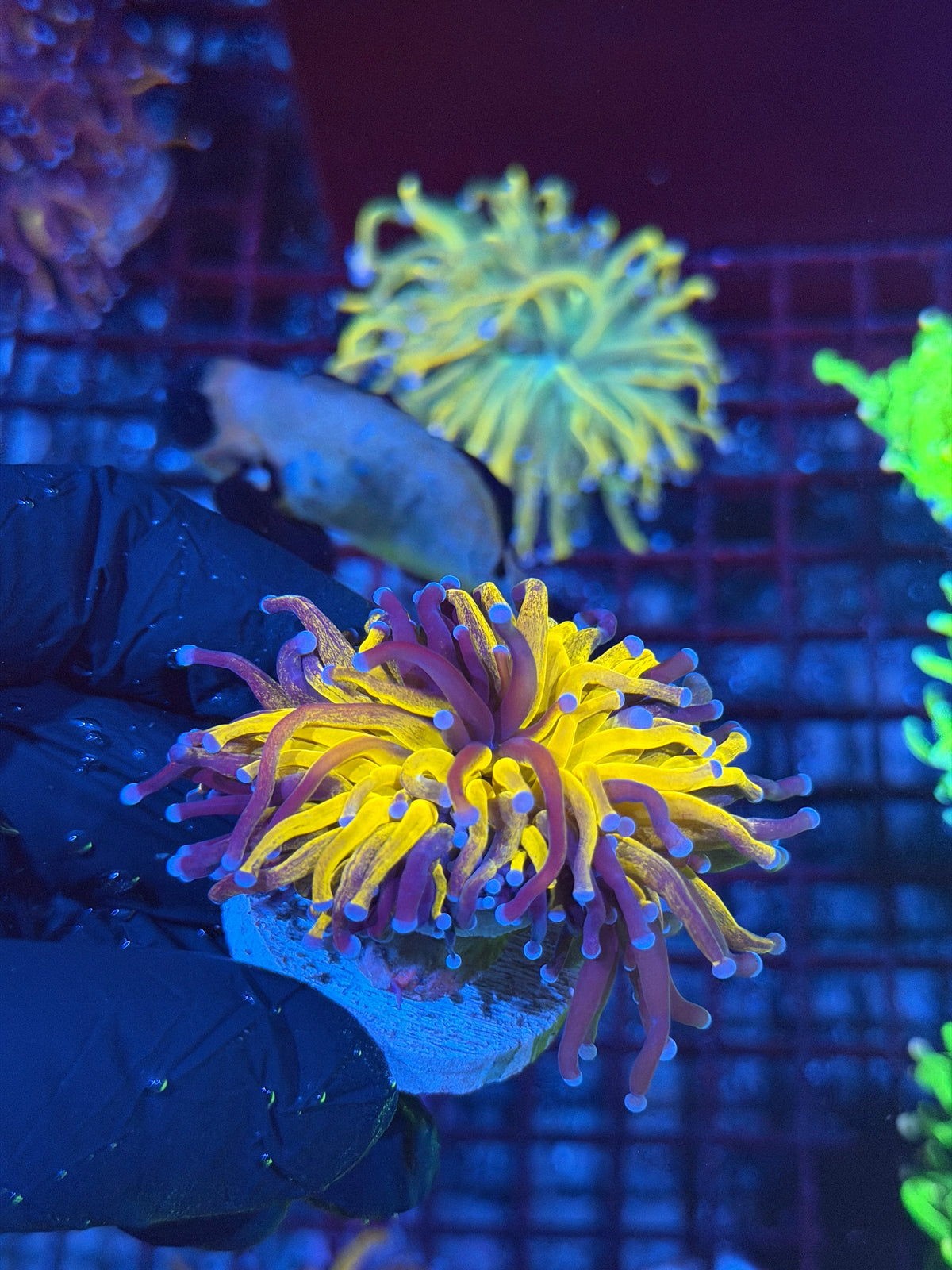JEA Grafted Orange Tiger Torch Coral 1 XL Head Splitting 10/11