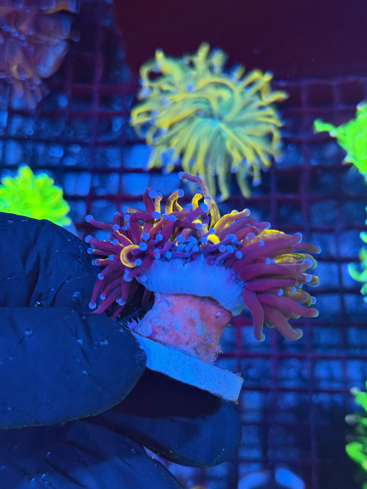 JEA Grafted Orange Tiger Torch Coral 1 XL Head Splitting 10/11
