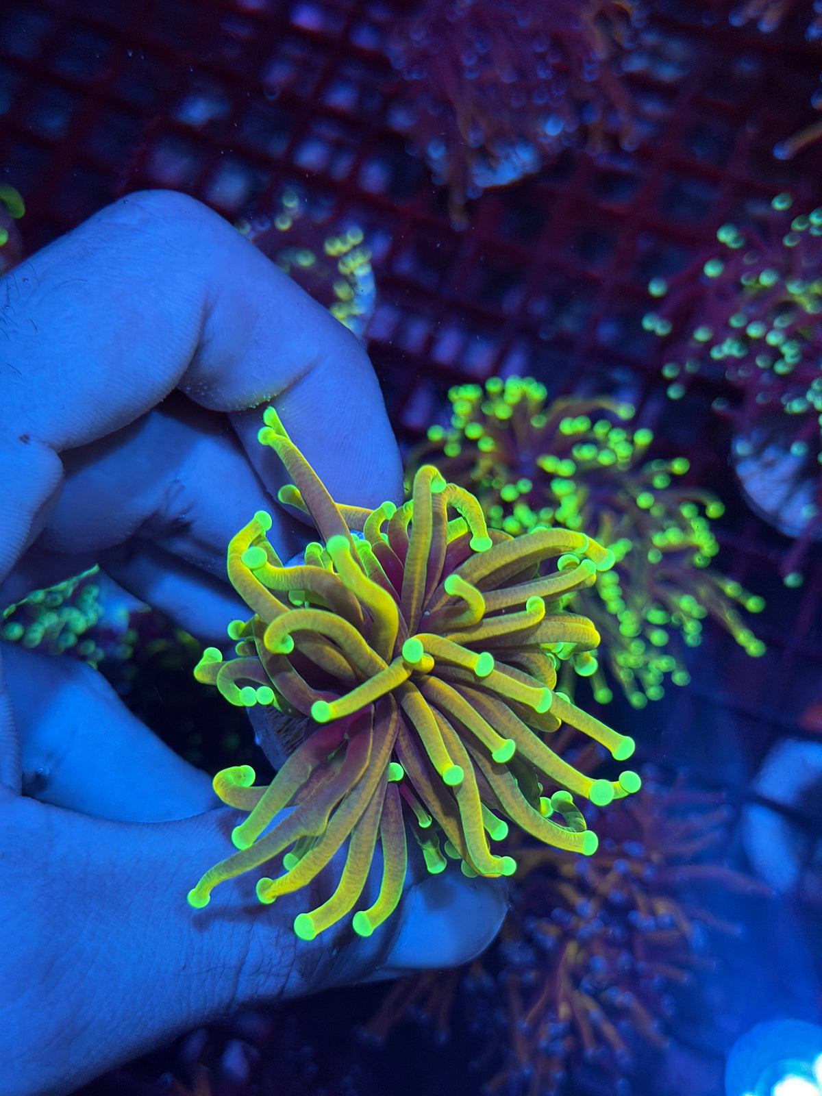 JEA Hellfire Torch Coral 1 Head XL 10/11