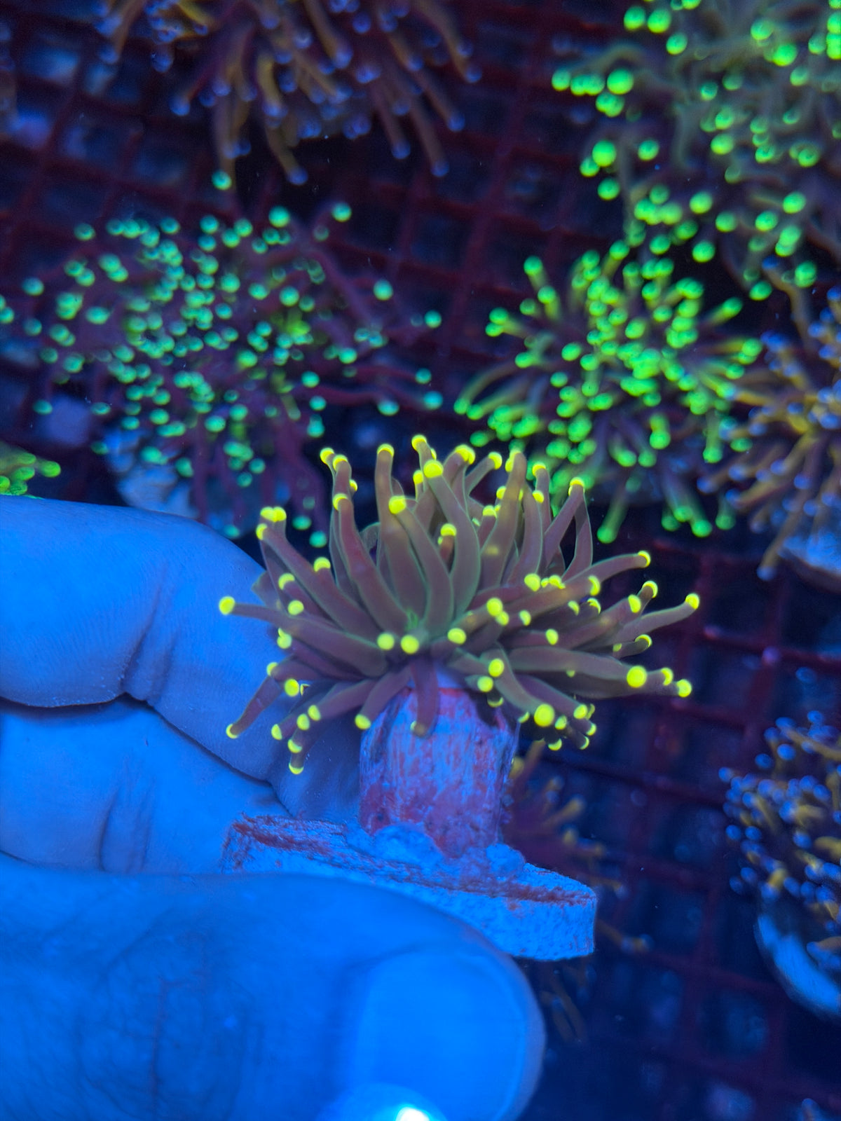 JEA Cosmic Sparkler Torch Coral 1 XL Head 10/10