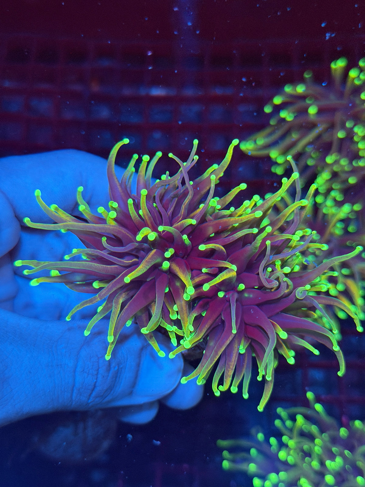 JEA Dragon Fire Torch Coral 2 Heads XL 10/10