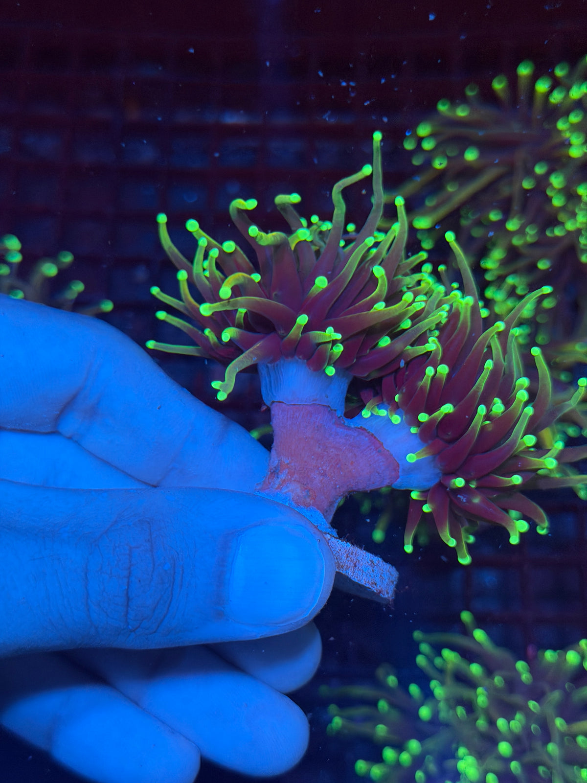 JEA Dragon Fire Torch Coral 2 Heads XL 10/10